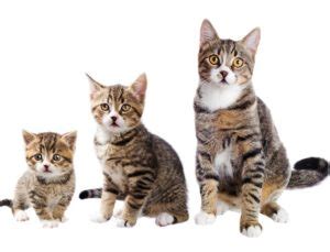 Cats with an age of more than a year are considered to have the things to observe to know when cats stop growing are the cat's height, length and weight. When do Cats Stop Growing? - CatsPurfection.com