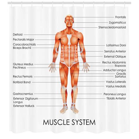 Muscle diagram male body names. Ambesonne Human Anatomy Muscle System Diagram of Man Body Features Biological Elements Medical ...
