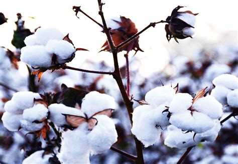 Dalam proses untuk mendapatkan benang combed diperlukan banyak tahapan diantaranya. MARI KITA KENALI JENIS-JENIS KAIN KAPAS (COTTON ...