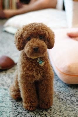 We will outline the most important steps on how to groom a goldendoodle, and we will even touch a little bit on goldendoodle grooming styles. Goldendoodle Teddy Bear Cut Before And After - Yorkie ...