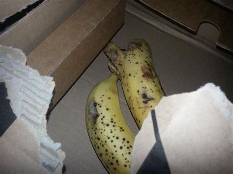 „stattdessen verdauen sie ihre nahrung außerhalb des eigenen körpers. Kokons in Bananen!!! - Angst vor giftigen Spinnen ...