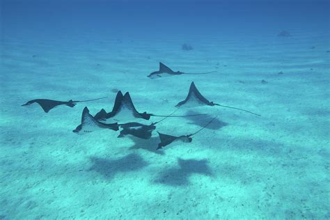 The spotted eagle ray (aetobatus narinari) is a cartilaginous fish of the eagle ray family, myliobatidae. Eagle Rays Swimming In The Pacific Photograph by Panoramic ...