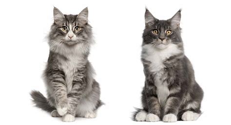 The maine coon boasts being one. Maine Coon Norwegian Forest Cat Mix - A Killer Combination?