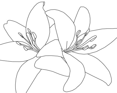 Lily flower lily flower outline inspiring drawing of a tiger lily flower outline background on for concept and trends. Lily Outline Drawing at PaintingValley.com | Explore ...