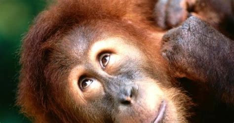 Maybe you would like to learn more about one of these? Cerita Lucu Yang Panjang - H Contoh