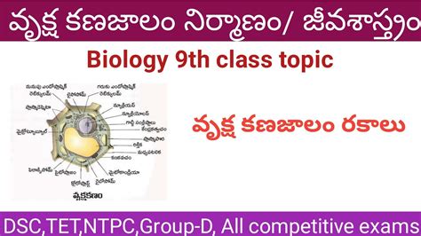 Animal cells are types of cells that are specifically found in animals. Plant cell/ వృక్ష కణజాలం నిర్మాణం in telugu - YouTube