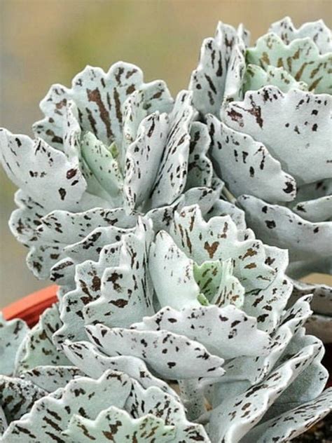 To see examples of golden barrel cacti in the landscape, browse to youtube.com and search for golden barrels. you will find numerous websites about the cultivation. Houseplants That Can Survive Your Constant Neglect - The ...