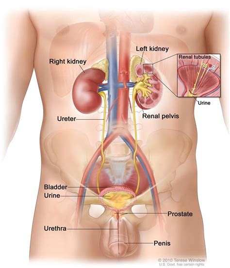 Bladder infections are relatively common in dogs and cause signs similar to those seen with bladder cancer. Bladder Cancer in Men - Treatment | Urologic Consultants ...