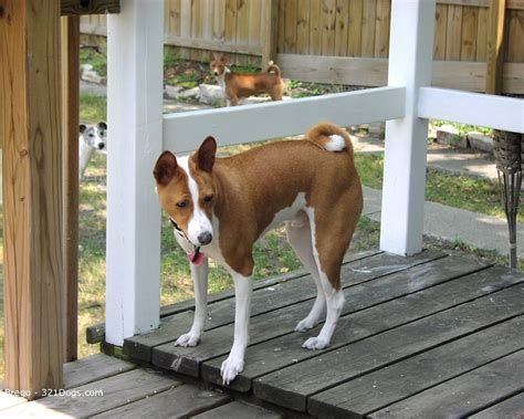 Founded in 1884, the akc is the recognized and trusted expert in breed, health, and training information for dogs. ALL BREEDS DOGS: Basenji dog