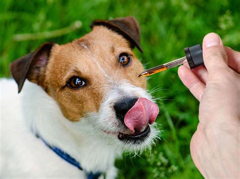 Unlike some medical drugs, cbd oil has no cbd oil for dogs: Administering CBD to Your Dog to Potentially Help with ...