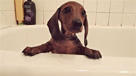 No matter what kind of day you're having, puppies are always guaranteed to coax out an involuntary 'awwww.' since not all of us have cool offices that let us. Friend's dachshund puppy had his first bath the other day ...