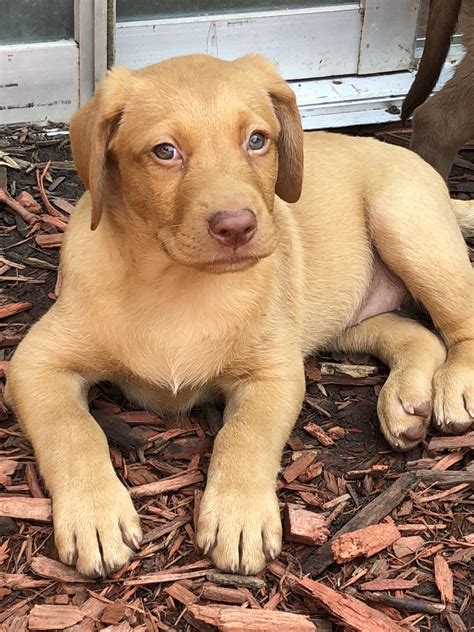 Labrador puppies for sale to michigan. Labrador Retriever Puppies For Sale | Chesterfield, MI #281180