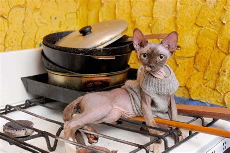 Place tinfoil on top of counters. Countertop Cruising Cats? How to Keep Cats Off Counters https://best.worldwidenewspost.com ...