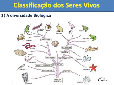 Uma das contribuições mais importantes de lineu para a taxonomia foi a criação de um sistema padronizado de nomenclatura para os seres vivos, relacionado à sua classificação. Biologia e Seres Vivos: A classificação dos seres vivos e ...