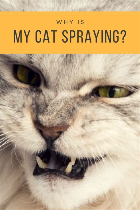 Cat Spraying: Why Your Cat Marks His Territory