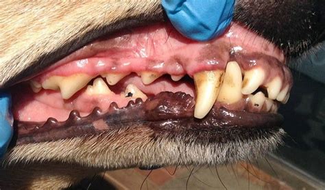 Keeping your dog's teeth clean is an important part of his wellbeing. Our Gallery | Anesthesia Free Dental For Dogs | Canine ...