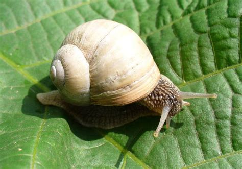 Schnecken, allen voran nacktschnecken, gehören zu den schlimmsten feinden der meisten hobbygärtner:innen. Aussehen der Schnecke - Medienwerkstatt-Wissen © 2006-2017 ...