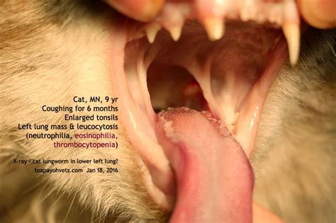 Ringworm in cats is caused by a fungus and is similar to athlete's foot in humans. 2010vets: 2922. An eosinophilic cat has a "lungworm"?