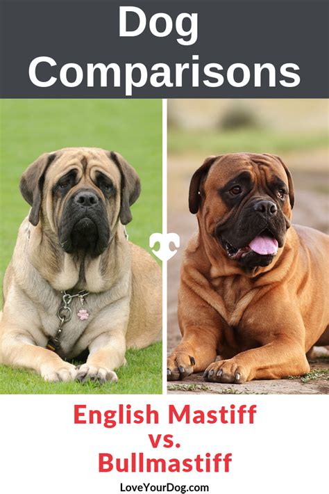 However, they do not shed as much or as often as longer haired breeds of dogs. English Mastiff Size Comparison To Human | DIY CRAFT