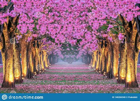 Check spelling or type a new query. Rows Of Beautiful Pink Flowers Trees Stock Photo - Image ...