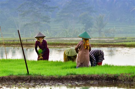 Hal ini dilakukan agar bibit yang ditanam tersusun rapih dan jaraknya tidak terlalu dekat. Menanam Padi - RUANGMEDIA | Menanam, Lukisan, Kehidupan ...