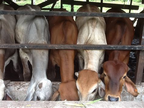 16 iklim di terengganu juga seperti di kelantan yang menerima panas dan hujan sepanjang tahun. ANF GLOBAL FARM ENTERPRISE: lembu brahman untuk dijual