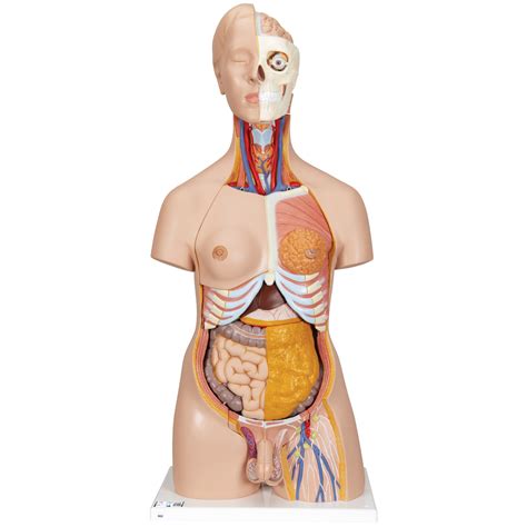 A basic human skeleton is studied in schools with a simple diagram. Human Torso Model | Life-Size Torso Model | Anatomical ...