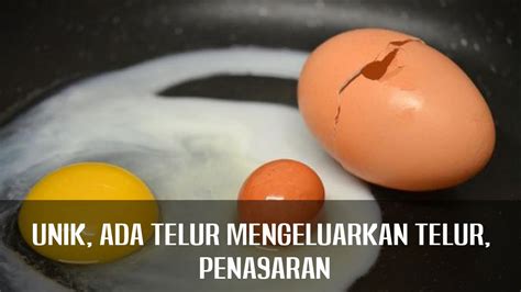 Telur ayam kampung dipercaya masyarakat umum sebagai penambah stamina dan meningkatkan. GA PENTING TAPI UNIK!!! ADA TELUR AYAM DI DALAM TELUR AYAM ...