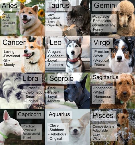We will discuss personality traits, compatibility, and level of maintenance. Pin by Finel Found on zodiac | Zodiac signs animals ...