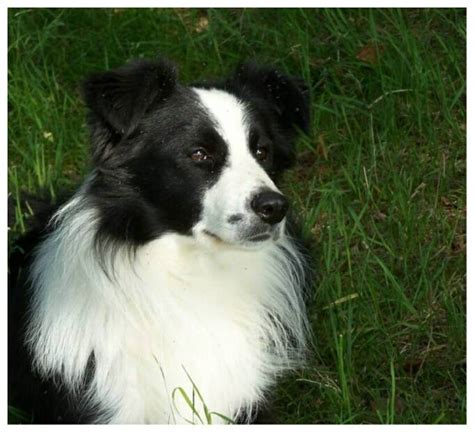 Great savings & free delivery / collection on many items. Border Collie puppies, Border Collies for sale, Scotland UK