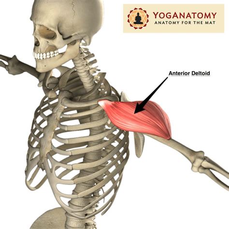Search for the anterior muscles of the torso (trunk) are those on the front of the body, including the muscles of the chest, abdomen, and. 57 besten Anatomy:Torso upper Bilder auf Pinterest ...