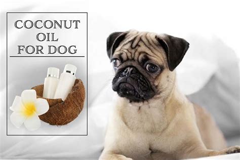 As coconut oil can penetrate the hair shaft, it can also help smoothen damaged, uneven hair. Can You Put Coconut Oil on Your Dog's Fur? | Coconut oil ...