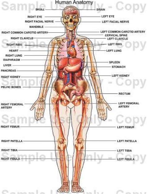 Last, but not least, the internal parts of the body are the ones that can't be seen. Just Plain Stupid: Body Part Insults