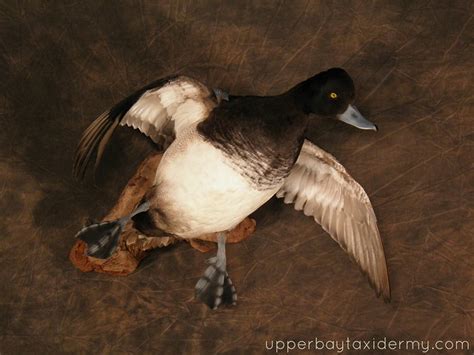 But that's because they were describing two different birds. Lesser Scaup | Flickr - Photo Sharing!