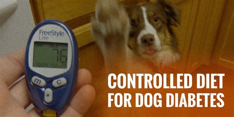 Dogs with diabetes, seizures, and allergies were all reported to have improved health after switching to this food. Dog Diabetes-Top Home Made Meals : Dog Diabetes-Top Home ...