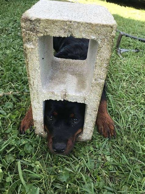 The cheapest offer starts at £1,200. Rottweiler Puppy Gets Her Head Stuck Inside of a Cinder Block — and Her Face Says It All ...