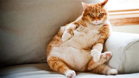 See 6 unbiased reviews of fat cats, ranked #180 on tripadvisor among 325 restaurants in ogden. Feline Diabetes Mellitus - Lodi Veterinary Care