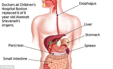 Human body is a complex combination of many body parts. 9-річній дівчинці упродовж 14 годин пересадили 6 органів ...
