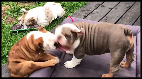 When we have available puppies they are usually ready for their new homes at an average of 10 weeks old. 12 Week Old, English Bulldog Puppies Playing Ep 1 - YouTube