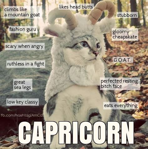 Look to your cat's zodiac sign for clues to why your little beastie might be a lover. Pin by Francie Gribble on LOL Cats | Capricorn life ...