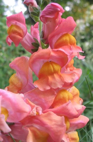 The most sought after garden rose for the discerning bride. Peach colored flowers | itripped42 | Flickr