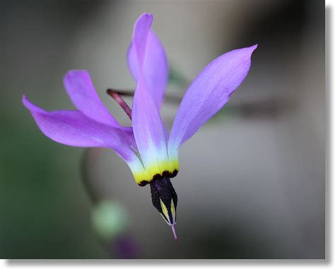 Maybe you would like to learn more about one of these? Henderson's Shooting Star (Primula hendersonii)