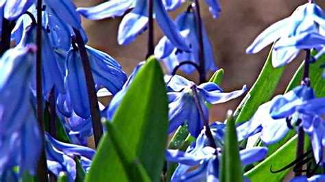 These shrubs bloom in late spring through fall and like partial sun and acidic soil. Spring Garden Flowers Blooming 2012 - YouTube - YouTube