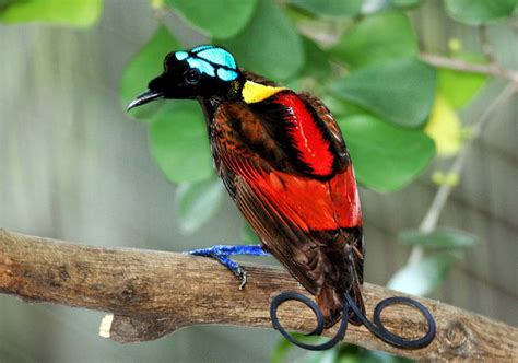 85 matching requests on the forum. Wilson's bird-of-paradise - Wikipedia