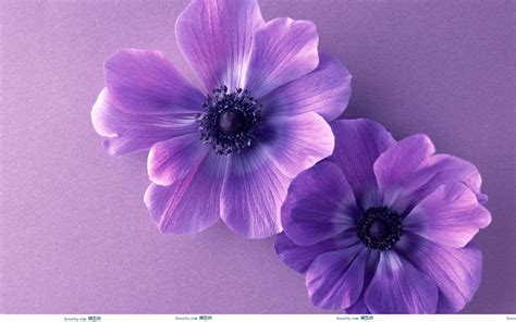 After women, flowers are the most divine creations. Cute Purple Wallpapers - Wallpaper Cave