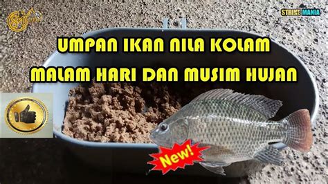 Di beberapa negara, khususnya di asia, ikan keli telah diternak, dipelihara di kolam seperti yang dilakukan di filipina, thailand, indonesia, laos, kemboja, burma dan india. UMPAN IKAN NILA KOLAM, MALAM HARI DAN MUSIM HUJAN JITU ...