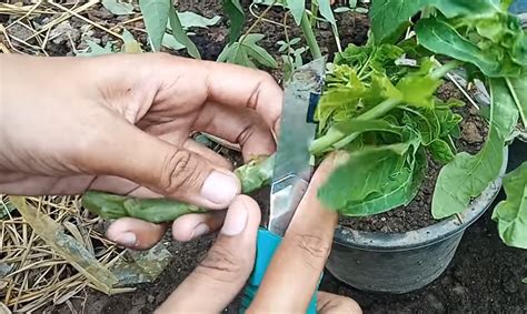 Usia atau jangka hayat pokok betik tut ini bergantung pada penjagaan dan pembajaan. Cara Tanam Pokok Betik Super Kerdil Supaya Berbuah Diatas ...