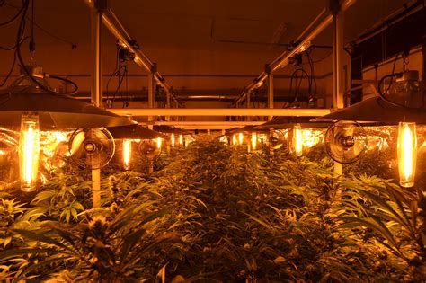 Maybe you would like to learn more about one of these? Light mover commercial grow room design plans give us the ...