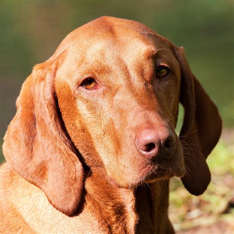 Vizsla Pedigree Database
