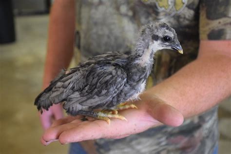 The australorp chickens are very active, having a rapid growth rate, starting to lay eggs since the 5 th month. Blue Sumatra Chicken : Baby Chicks for Sale | Cackle Hatchery